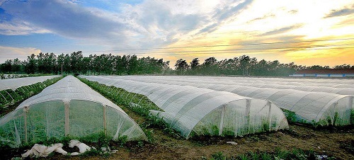 沒出倉庫就發黃，塑料吹膜如何選擇熒光增白劑？